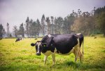 Cow-on-farmland-at-Hacienda-Zuleta-Imbabura-Ecuador-South-America.jpg