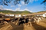 hacienda-zuleta-dairy-cows.jpg