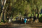 Cows-in-Ecuador-1024x681.jpg