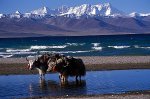 yaks-lake-namtso.jpg