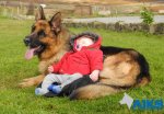 A1K9-Family-Protection-Dog-Babysitting-img-21.jpg