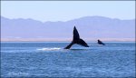 Whales-7.jpg