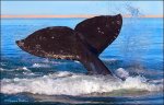 Whales-10.jpg
