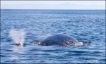 Whales-3.jpg