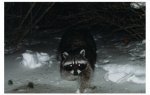 coon.JPG