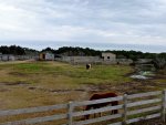 Ocracoke Ponies.jpg