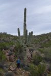Cactus - Davis Tall.jpg