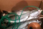 box of trout.jpg