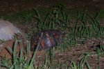 Lake Anna box turtle laying eggs.jpg