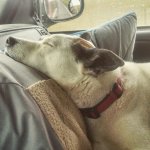 IMG_20160616_113127.jpg IMG_20160616_113127.jpg