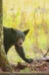 Bear_CadesCove_4216-copy.jpg