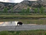 Buffalo on the Little Missouri.jpg