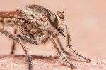 0667_06_21_2011_Robberfly.jpg