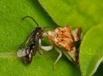 IMG_1211_07-25-2011_Jagged_Ambush_Bugs_Phymata-spp.jpg
