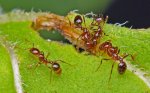 IMG_4597_MACRO_05_25_12_Light_critique_Ants.jpg