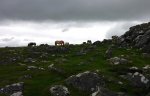 Cox Tor Wild Horses.jpg