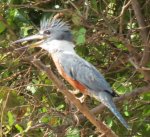 IMG_8921 (1071x978).jpg