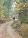 Small Bull Moose on Trail.jpg