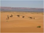 Sahara.JPG