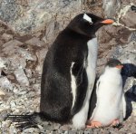 DSCN0788 (1280x1255).jpg