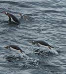 jenny 3 (1133x1280).jpg