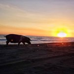 pig on beach.jpg pig on beach.jpg