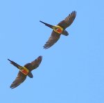 DSCN5493 (1032x1025).jpg