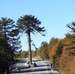 DSCN6038 (1280x1248).jpg