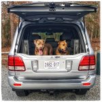 LX470 damon and daisy.jpg