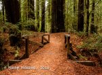 Redwood Forest Trip-15.jpg Redwood Forest Trip-15.jpg