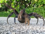 Coconut crab.JPG