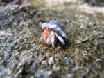 Hermit crab.JPG