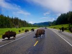 Road Bison.jpg Road Bison.jpg