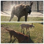 29FE9D63-5039-4088-B4B5-46387D776867.jpg 29FE9D63-5039-4088-B4B5-46387D776867.jpg