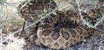 Rattlesnake.jpeg Rattlesnake.jpeg