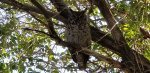 Great Horned Owl.jpeg Great Horned Owl.jpeg