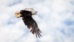 bald eagle in flight 3277-.jpg