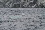 Icebergs & Whales  44-min.JPG