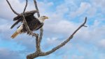 eagle on limb in blue sky L 3273 -.jpg