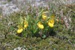 Icebergs & Whales  69 Yellow Ladyslipper-min.JPG