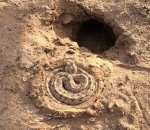 Horned Sidewinder 3.jpg