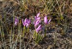 Gros Morne 10-min Dragonsmouth Orchid.jpg