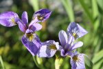 Gros Morne 11-min Blue Flag Iris with Long-Jawed Orb Weaver.JPG
