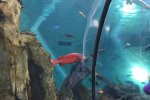 aquarium 5.jpg