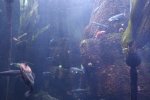 Aquarium 10.jpg