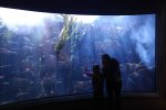 Aquarium 11.jpg