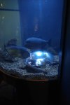 Aquarium 14.jpg