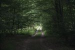 roadthruwoods.jpg