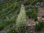 GreenGentianKendalMtnJuly25,2011 105.JPG