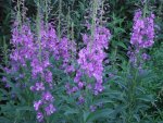PoukeepsieFireweed July25,2011 002.JPG